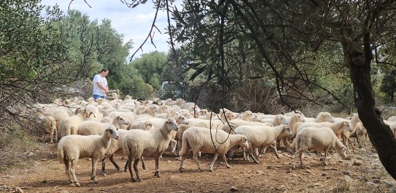 Photo of Premios Salvapastores