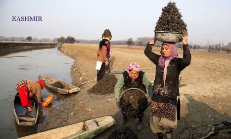 Photo of Kashmir International Film Festival