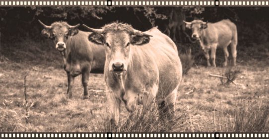 Photo of Ruréfilos, Festival Internacional De Cine Y Mundo Rural