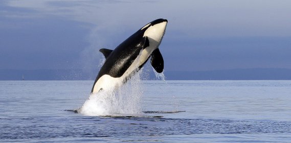 Photo of ~::-CONSCIOUS CARTOONS International Animation Festival-::~ "Awakening insight, justice, and compassion through animation"