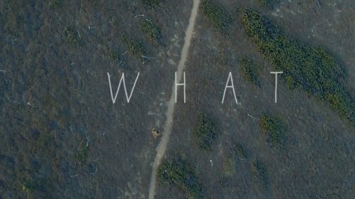 Photo of Purple Turtle Short Film Festival