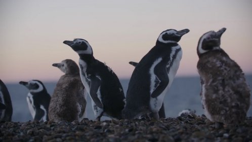 Photo of Festival Internacional de Cine infantil Pingüinos del sur