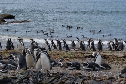 Photo of Festival Internacional de Cine infantil Pingüinos del sur
