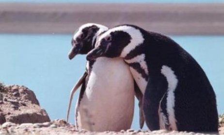 Photo of Festival Internacional de Cine infantil Pingüinos del sur