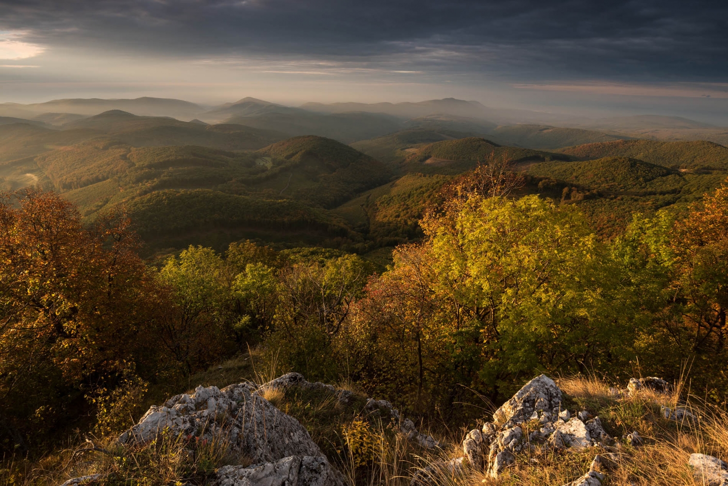 Banner Wildlife - International Hunting & Fishing Film Festival