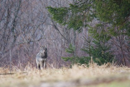 Photo of Wildlife - International Hunting & Fishing Film Festival