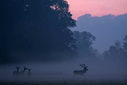 Photo of Wildlife - International Hunting & Fishing Film Festival