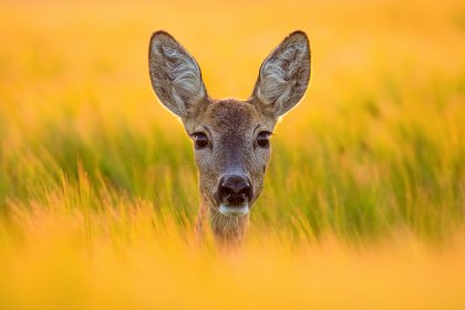 Photo of Wildlife - International Hunting & Fishing Film Festival