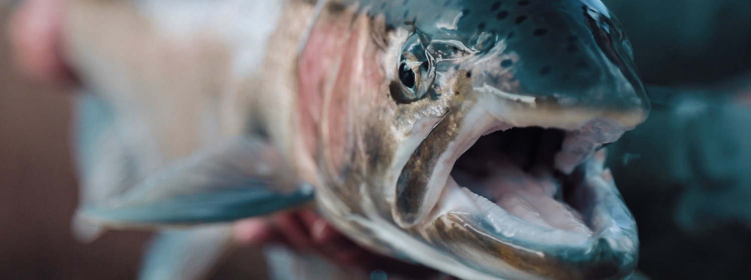Banner International Fly Fishing Film Festival