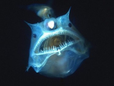 Photo of The Golden Lamprey Film Festival