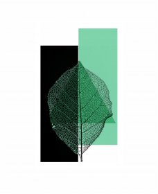 Logo of Amazonia del Plata Film Festival