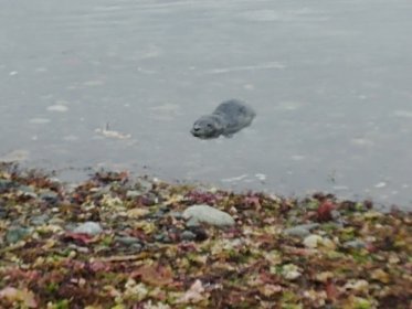 Photo of Comox Valley International Screenwriting Festival