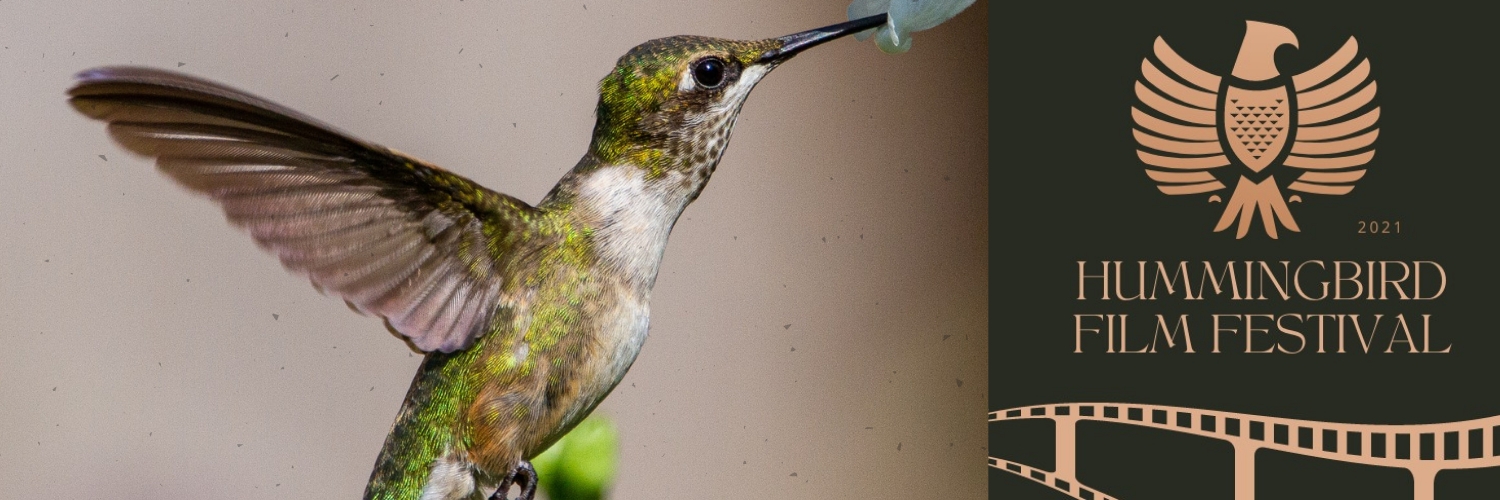 Banner Hummingbird International Film Festival