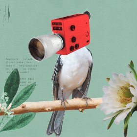 Logo of Cine Caatinga - experiências audiovisuais no Sertão