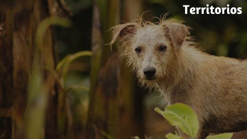 Photo of Festival Internacional de Cine de Villavicencio