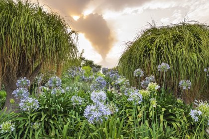 Photo of Garden in Movies/ShortFilmFest