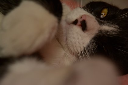 Photo of MIAU FILM FEST