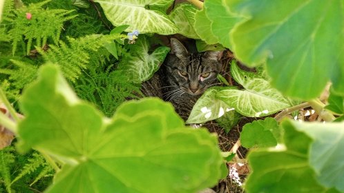 Photo of MIAU FILM FEST